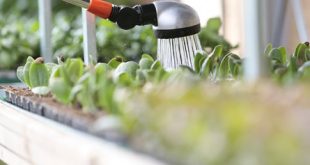 Regenmeister – der Profi für Gartenbewässerung  
