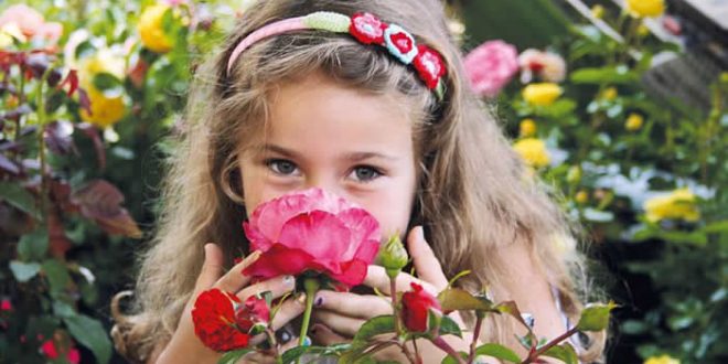Die Rose: Königin der Blumen und Liebling der Hobby-Gärtner