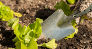 Gärtnern ohne Chemie – der Weg zum Bio-Garten