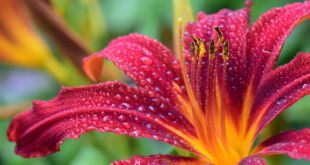 Lilien - bezaubernde Blüten und intensiver Duft