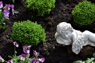 Grabbepflanzung – pflegeleichte Friedhofspflanzen erleichtern die Arbeit  
