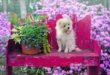 Der Garten – für einen Hund ein besonderes Erlebnis  