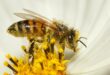 Kann eine Insektengiftallergie tödlich sein? – Mythen und Wahrheit  